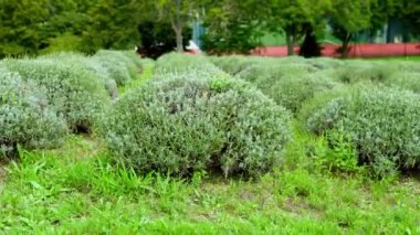 Group of small bushes on the meadow, close up. High quality photo