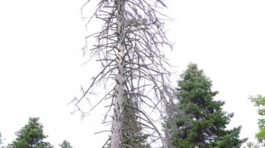 Ormanın ortasında devasa yapraksız bir ağaç. Yüksek kalite 4k görüntü