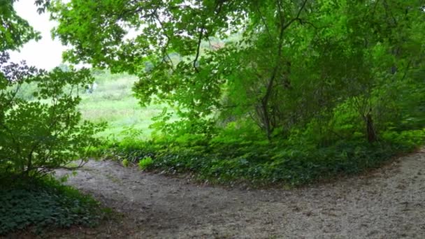 Forest Road Beautiful Green Trees Grass Arboretum High Quality Photo — 图库视频影像