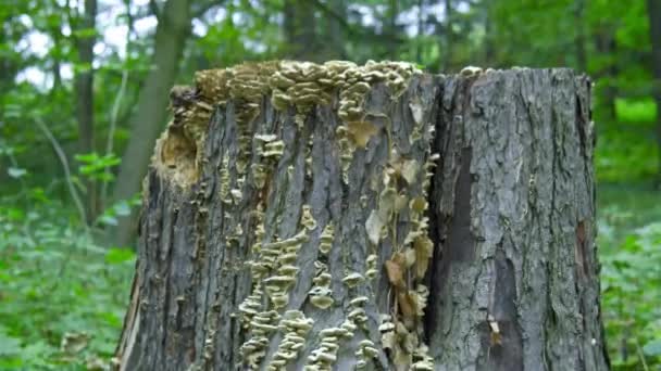 Ścięte Drzewo Bliska Grzybami Zielone Tło Natury Wysokiej Jakości Materiał — Wideo stockowe