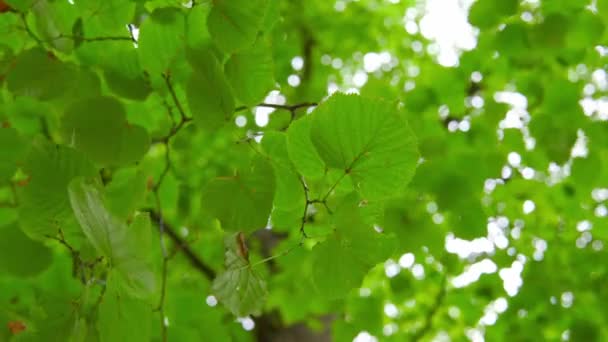Saturated Green Leafs Viewed High Quality Footage — Stock Video