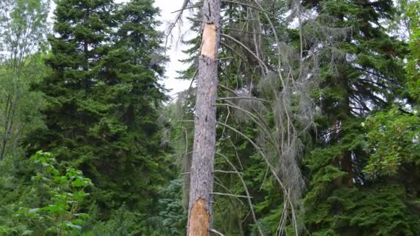 Obrovský Strom Bez Listí Uprostřed Lesa Vysoce Kvalitní Záběry — Stock video