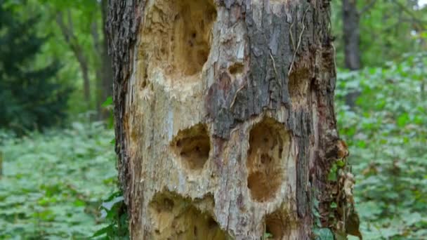 Pájaro Carpintero Agujeros Árbol Con Fondo Bosque Verde Imágenes Alta — Vídeos de Stock