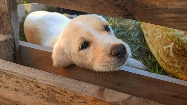 Küçük Köpek, Bahçe Çiti 'ne bakıyor. Yüksek kalite fotoğraf