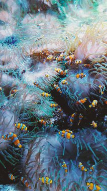 Küçük balıklı güzel tropikal mercan resifleri. Yüksek kalite fotoğraf