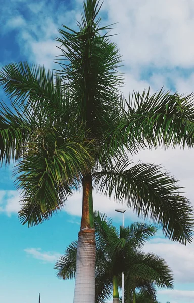 Palmen Aus Nächster Nähe Bei Sonnigem Wetter Mit Wolken Auf — Stockfoto