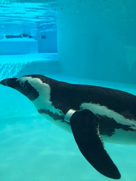 Пінгвін Плаває Під Водою Блакитній Воді Басейн Високоякісна Фотографія — стокове фото