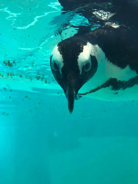 Pinguim Nadando Debaixo Água Uma Água Azul Piscina Foto Alta — Fotografia de Stock