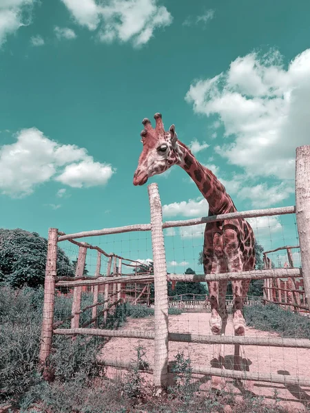 Żyrafa Ogrodzie Zoologicznym Teal Blue Orange Stopniowana Węgry Wysokiej Jakości — Zdjęcie stockowe