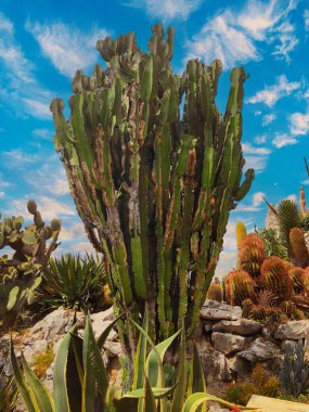 İspanya 'nın egzotik bahçesinde büyük bir kaktüs. Yüksek kalite fotoğraf
