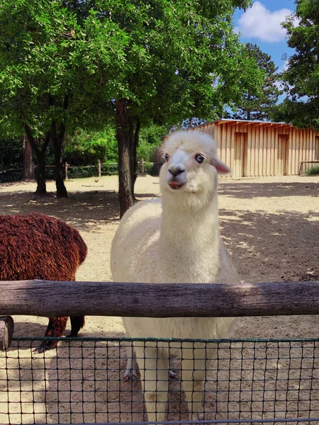 Alpaca Fence Zoo High Quality Photo — Stock Photo, Image