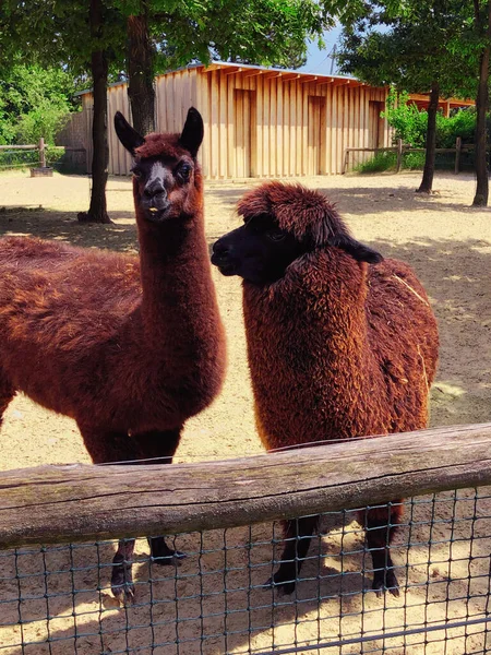 Brown Alpacas Bakom Stängslet Zoo Högkvalitativt Foto — Stockfoto