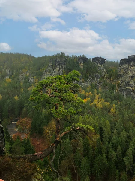 Uma Única Árvore Inclinada Uma Rocha Suíça Saxã Saxônia Alemanha — Fotografia de Stock