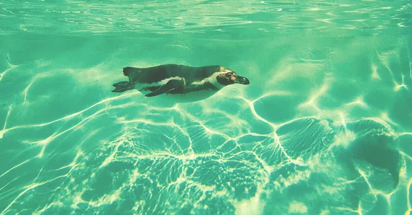 Yaz mevsiminde, hayvanat bahçesinde, yeşilimsi sularda penguen görmek. Yüksek kalite fotoğraf