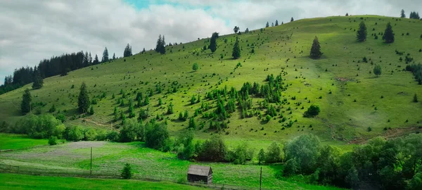 Fir Trees Meadow Hillsides Conifer Forest High Quality Photo — Stock Photo, Image