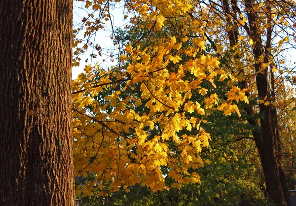 Осенние Листья Деревья — стоковое фото