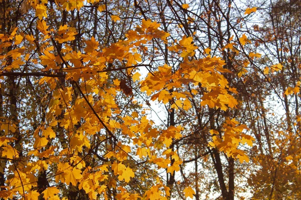 Autumn Yellow Maple Leaf — Stock Photo, Image