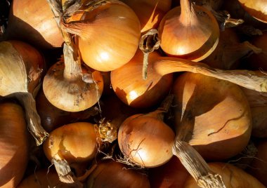 Kahverengi ya da altın soğan. sebze