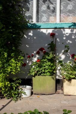 Peyzaj tasarımı. Pencerenin altındaki çiçekler