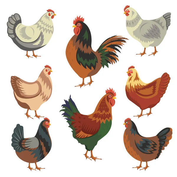 Chicken birds collection. Set of poultry clip. Vector illustrations of domestic chickens on white background. Cartoon chick isolated. — Stock Vector