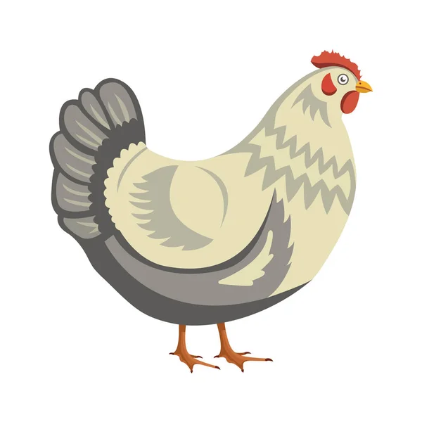 Κοτόπουλο πουλί, εικόνα διάνυσμα κλιπ πουλερικών. οικόσιτα κοτόπουλα σε λευκό φόντο. Κινούμενο σχέδιο απομονωμένο. — Διανυσματικό Αρχείο