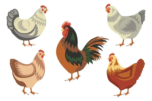 Κοτόπουλα συλλογή. Σετ από κλιπ πουλερικών. Εικονογράφηση διανυσματικών οικόσιτων κοτόπουλων σε λευκό φόντο. Κινούμενο σχέδιο απομονωμένο. — Διανυσματικό Αρχείο