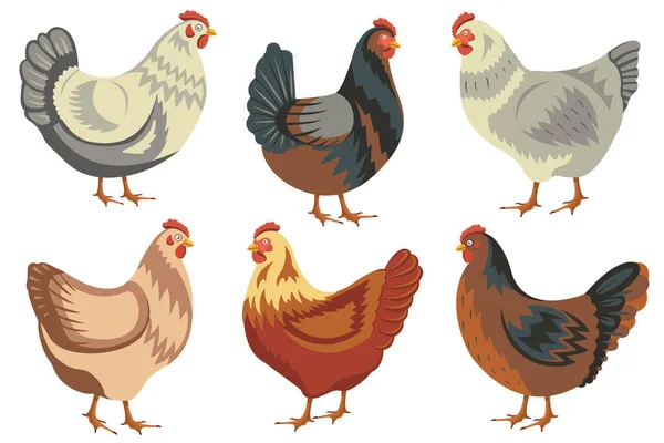 Chicken birds collection. Set of poultry clip. Vector illustrations of domestic chickens on white background. Cartoon chick isolated. — Stock Vector