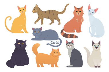 Şirin kedi vektör seti. Çizgi film kedisi ya da kedi karakteri koleksiyonu farklı pozlarda. Beyaz arka planda hayvan koleksiyonu