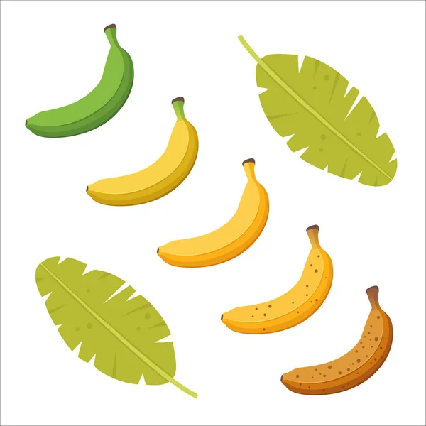 Etap Dojrzałości Bananów Zestaw Różnokolorowych Bananów Zielony Niedojrzały Brązowego Przejrzały — Wektor stockowy