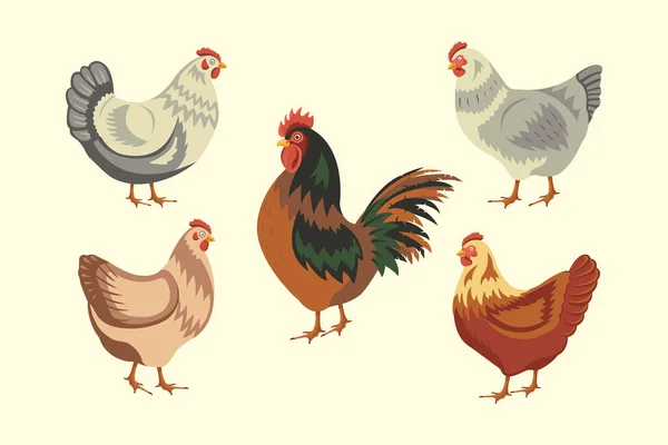 Chicken Birds Collection Set Poultry Clip Vector Illustrations Domestic Chickens — Stock Vector