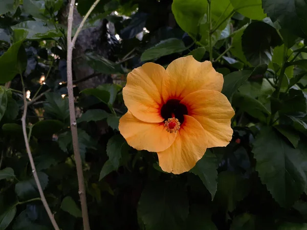 Yellow Hibiscus Sharp Color — 图库照片