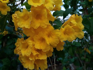Exotic yellow flowers that look like piles of trumpets
