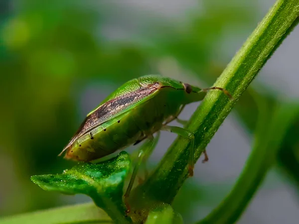 Small Insect Camouflaged Tree Trunk — Foto Stock