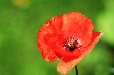 Red poppy, the flower of my garden
