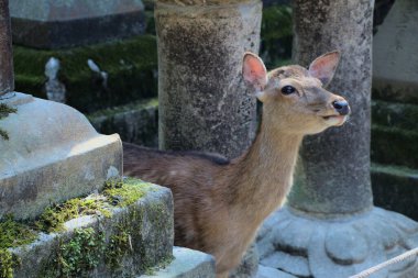 Close up portrait of a cute deer in Nara.