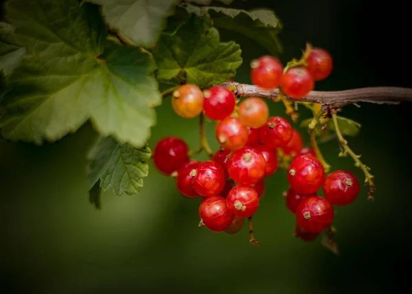Ripe Red Currants Garden House — Stock Photo, Image
