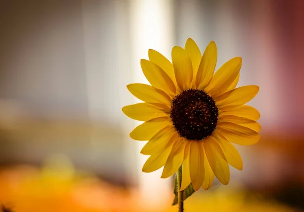 yellow sunflower flower on yellow background