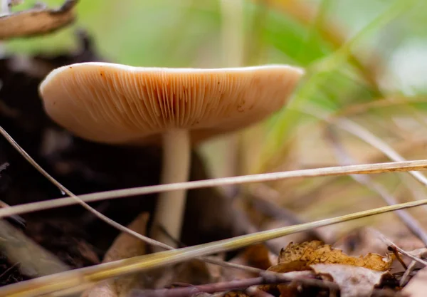 white forest mushroom, in a forest clearing