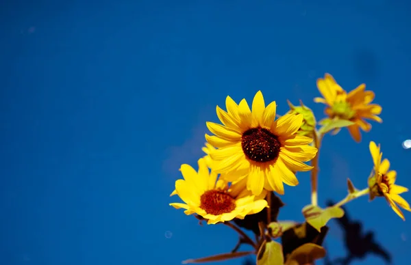 Sunflower Yellow Flowers Blue Background Web Design Element — Fotografia de Stock