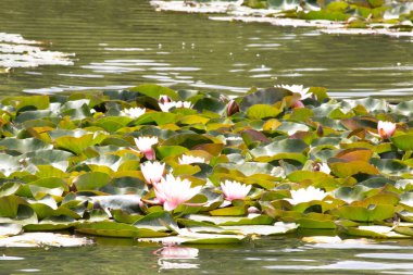 kıçımın üstünde bir gölet