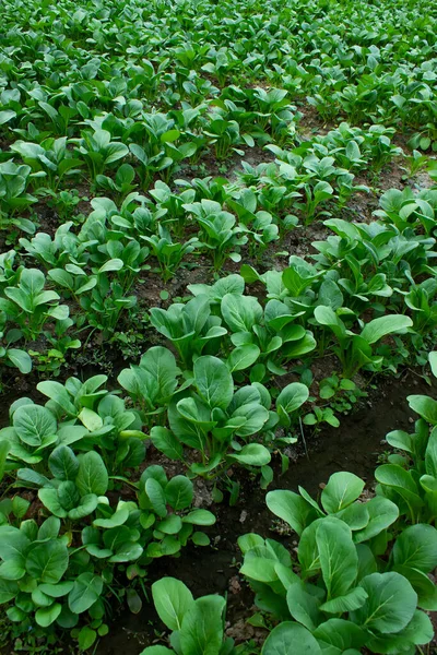 Mustard greens growing in farm fields