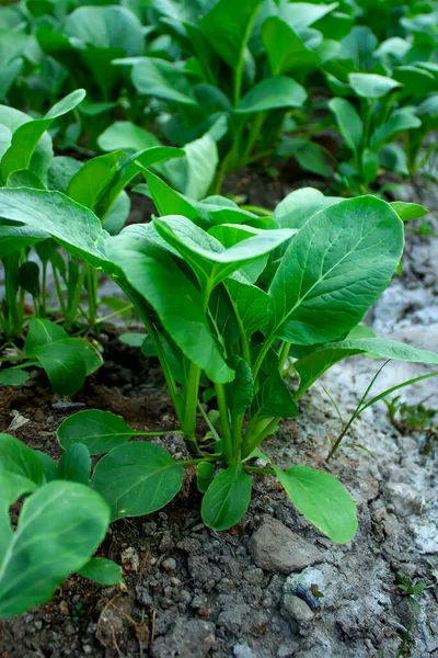 Mustard greens growing in farm fields