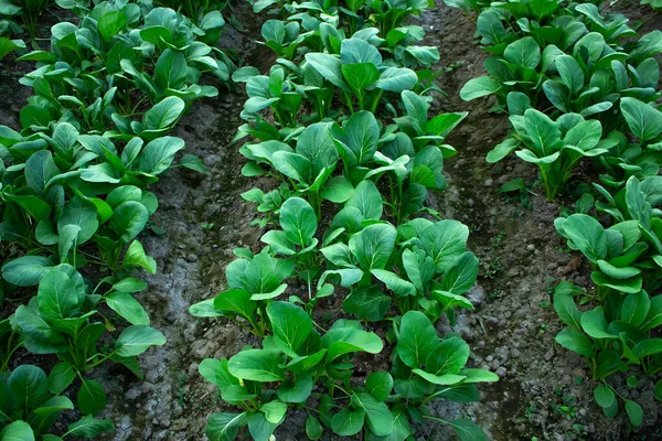 Mustard greens growing in farm fields