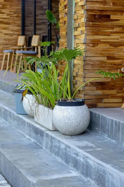 Green Plants Flower Pots Front House — Zdjęcie stockowe