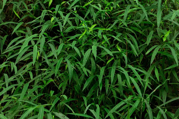 Green Leaf Pattern Background Nature Background Leaf Wallpaper — Fotografia de Stock