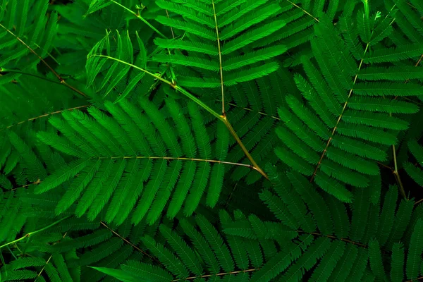 Green Leaf Pattern Background Nature Background Leaf Wallpaper — Stock Fotó