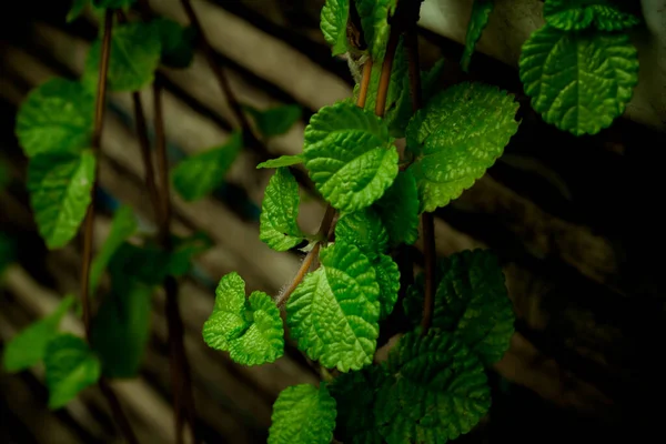 Mint Green Plants Growing Background.