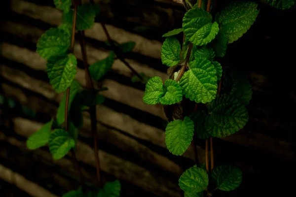 Mint Green Plants Growing Background.