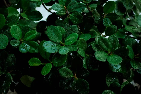 Зеленый Лист Рисунок Фона Фон Природы Листья Обоев — стоковое фото