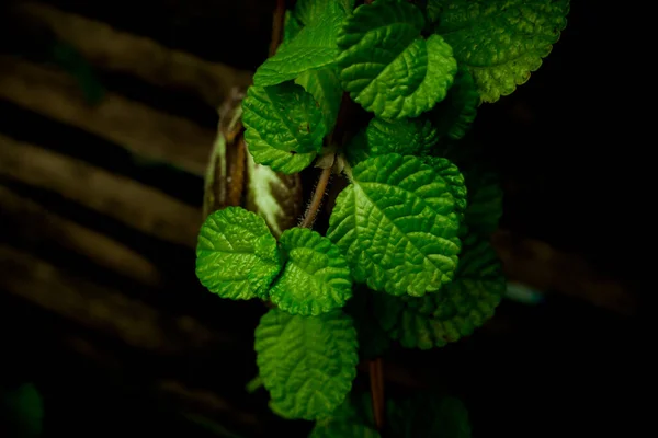 Mint Green Plants Growing Background.